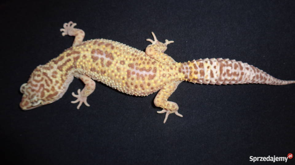 Gekon Lamparci śląskie Bielsko-Biała