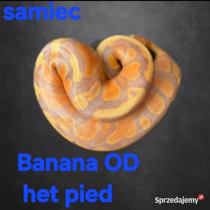 Samiec Banana het pied Puławy