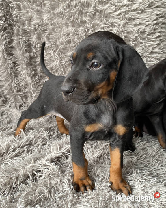 Gończy Polski Pozostałe lubelskie Opole Lubelskie