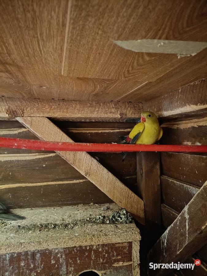 Papugi górskie para Ptaki Lwówek