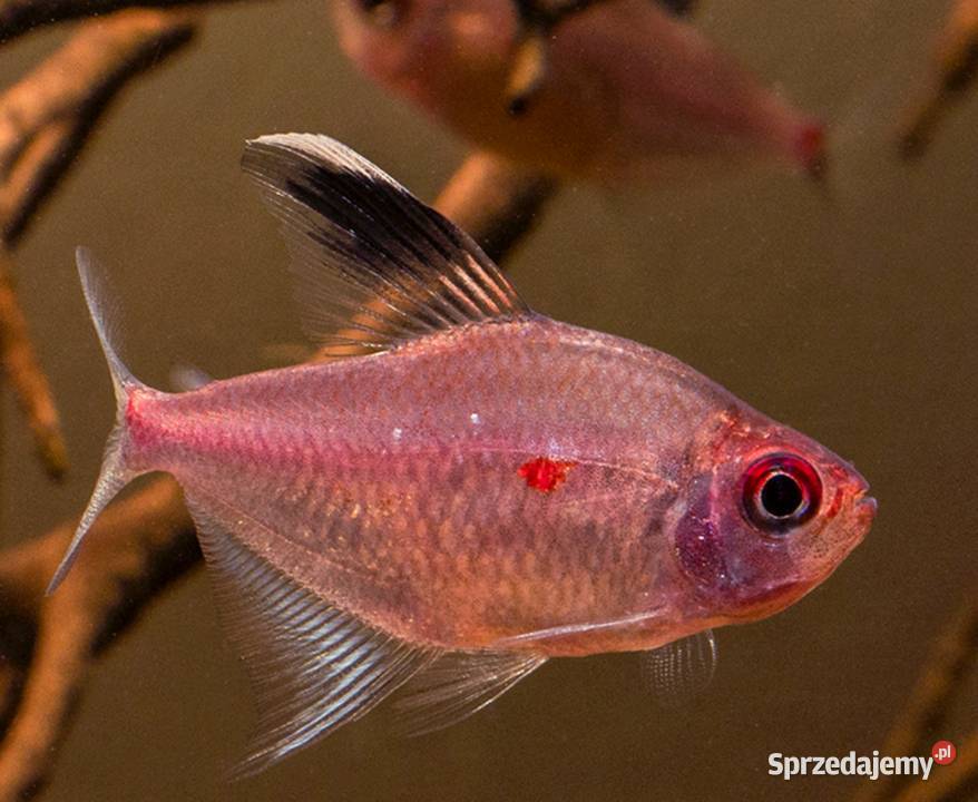 Bystrzyk Pereza czerwonoplamy Hyphessobrycon sprzedam
