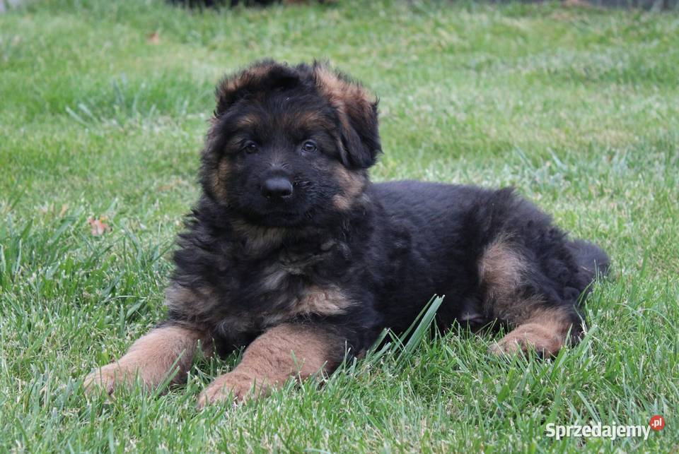 Owczarek Niemiecki Długowłosy Owczarek łódzkie sprzedam