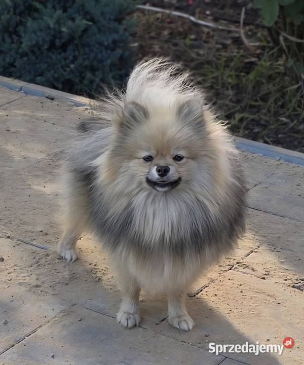 Pomeranian szpic miniaturowy zkwp FCI Piątkowisko