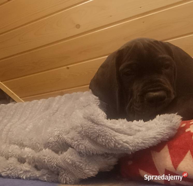 Dog niemiecki Słopnice sprzedam