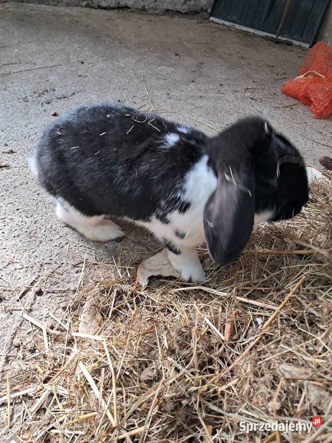 Króliki na chów dolnośląskie Roztocznik