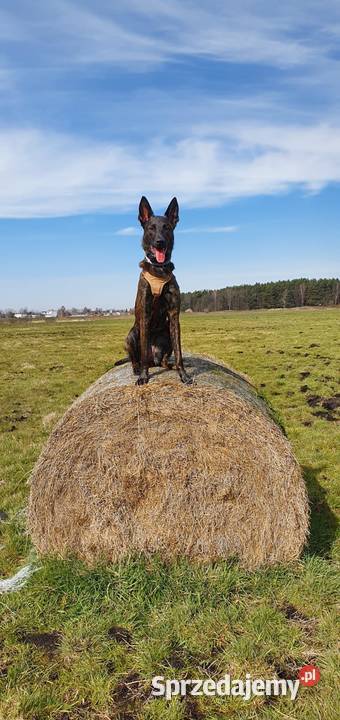 Owczarek Holenderski FCI szczeniaki Rumia
