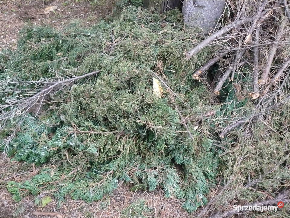 Rębak rozdrabniacz do gałęzi krzaków frezowy 2 Nowa Sól