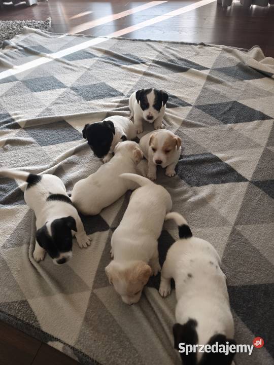 Jack Russell Terrier Łowce
