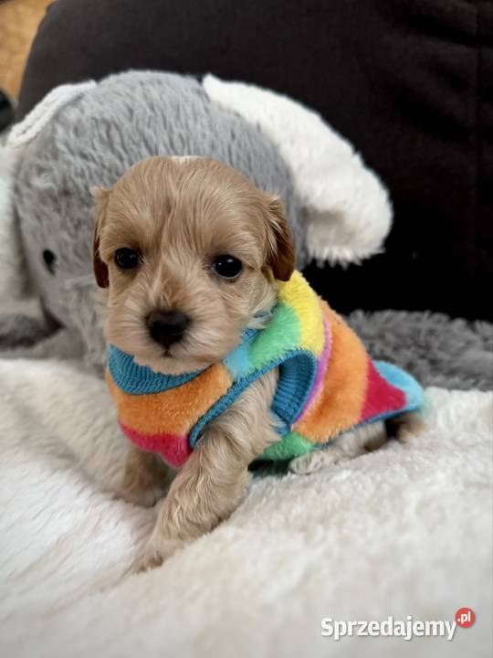 Maltipoo maleńka dziewczynka Wadowice sprzedam