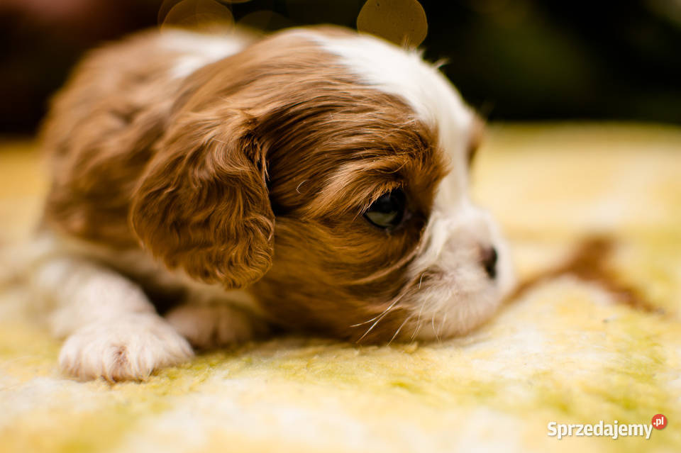 szczeniaki z rodowodem rasy Cavalier King pomorskie Kiełpino