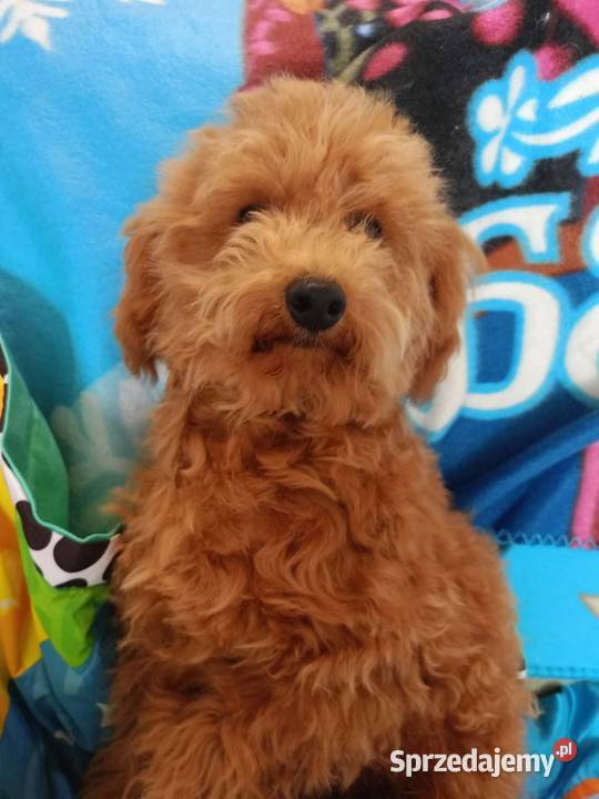 Maltipoo f1b Piesek małopolskie Miechów