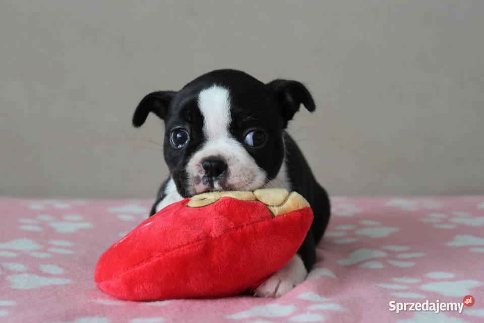 BOSTON TERRIER ZKwP DOMINO Don Chesa Lu Grande
