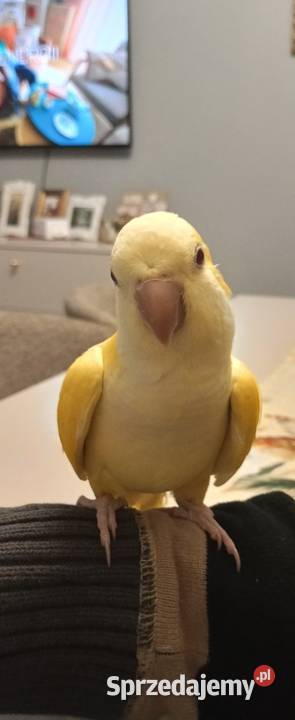 Mnicha nizinna Koszalin