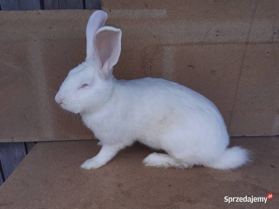 króliki termondzkie i belgijskie Króliki Bielsk Podlaski