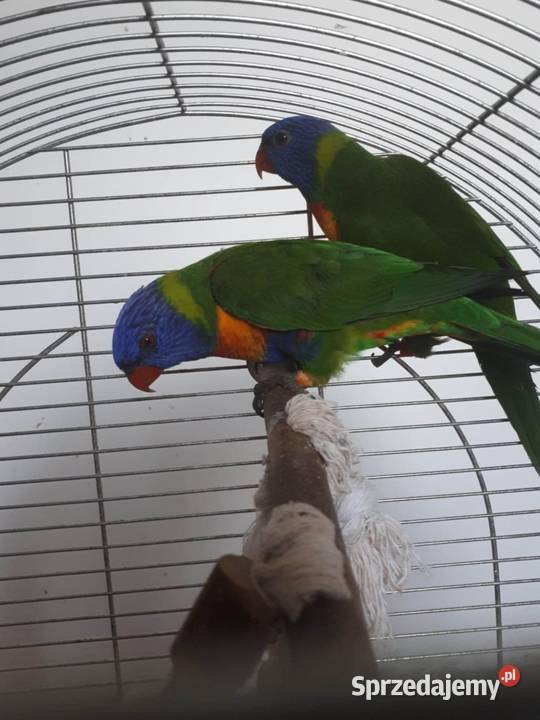 Lorysy tęczowe pary dorosłe i młode Ptaki Skała