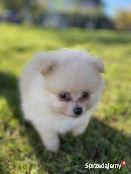 Szpice szukają domu Szczecin