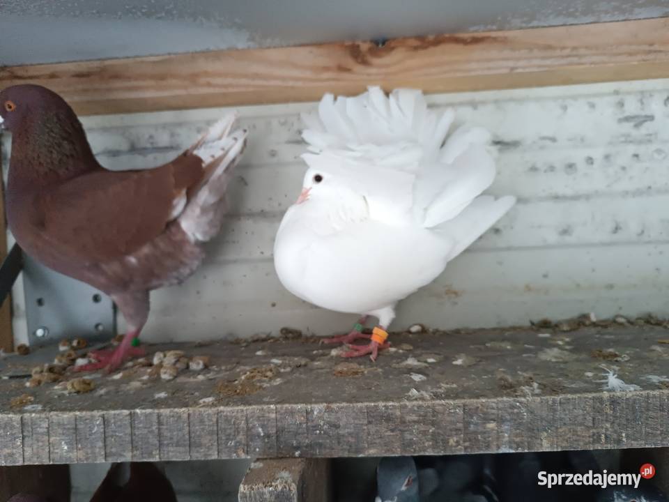 Pawiki Białe piękne Sewerynówka