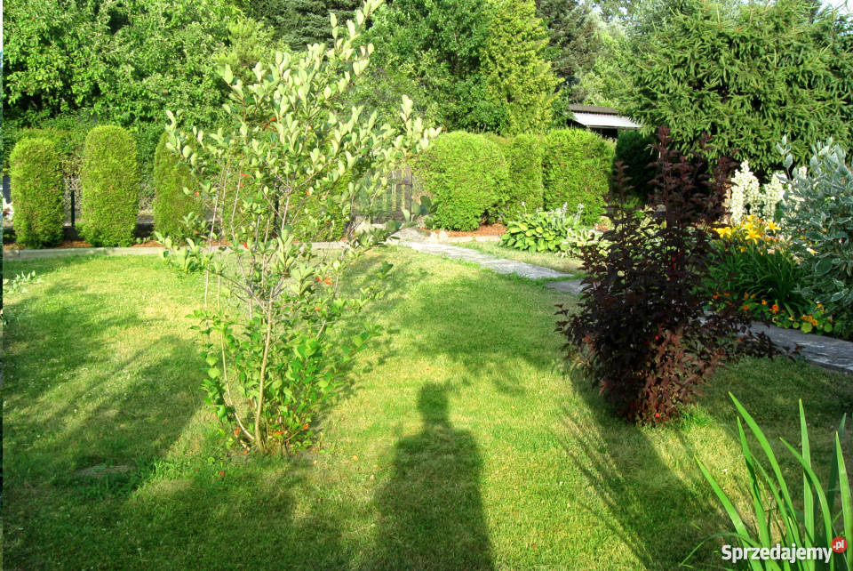 Działka pracownicza ROD Księży Młyn Nieruchomości Łódź