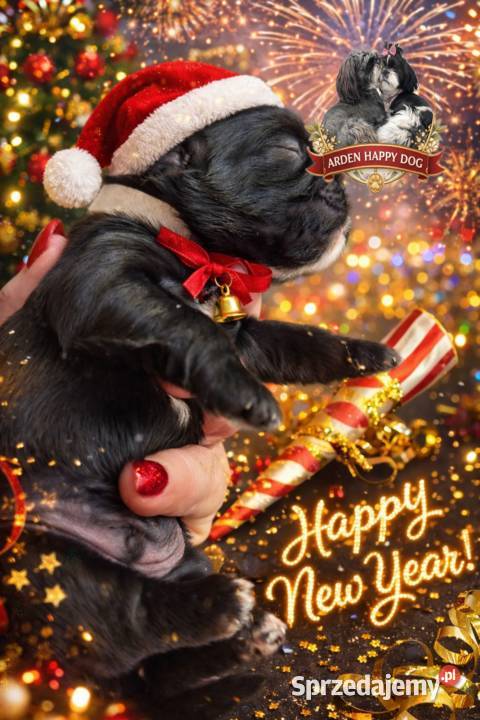 Szczenięta shih tzu z genem blue Zawiercie