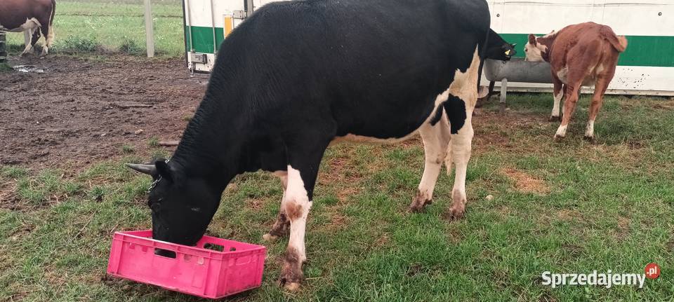 Jałówki hf wysokocielna Łopuszno