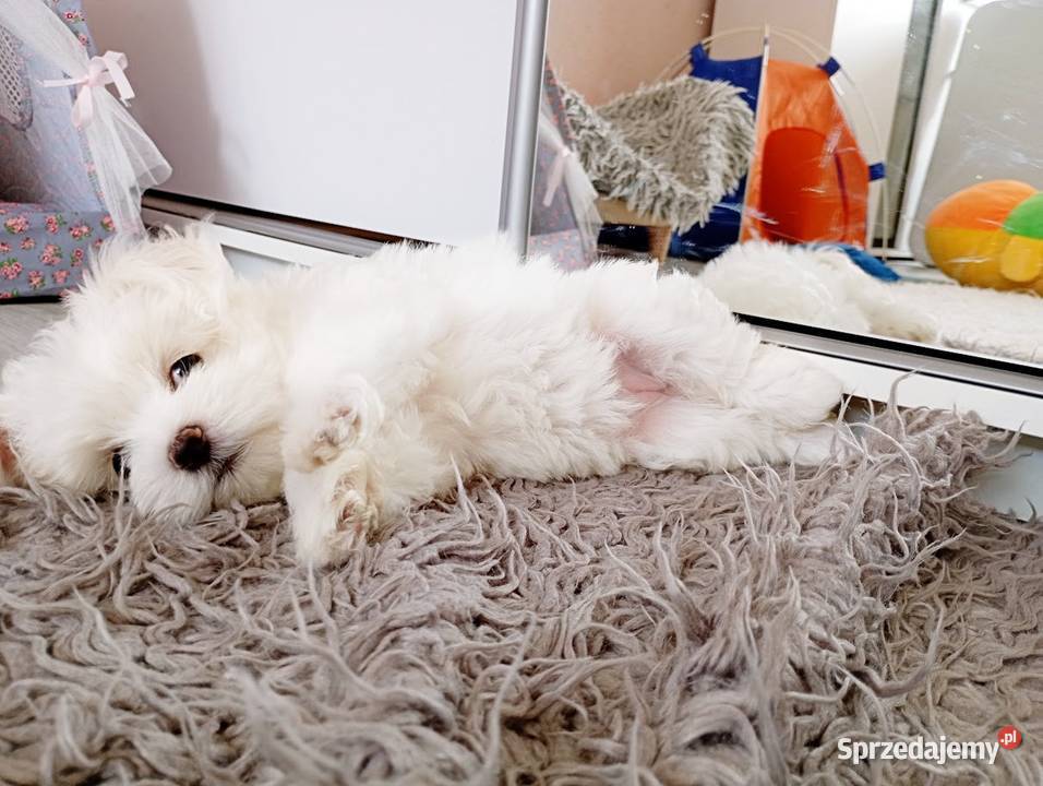 Maltańczyk szczenię suczka Maltańczyk