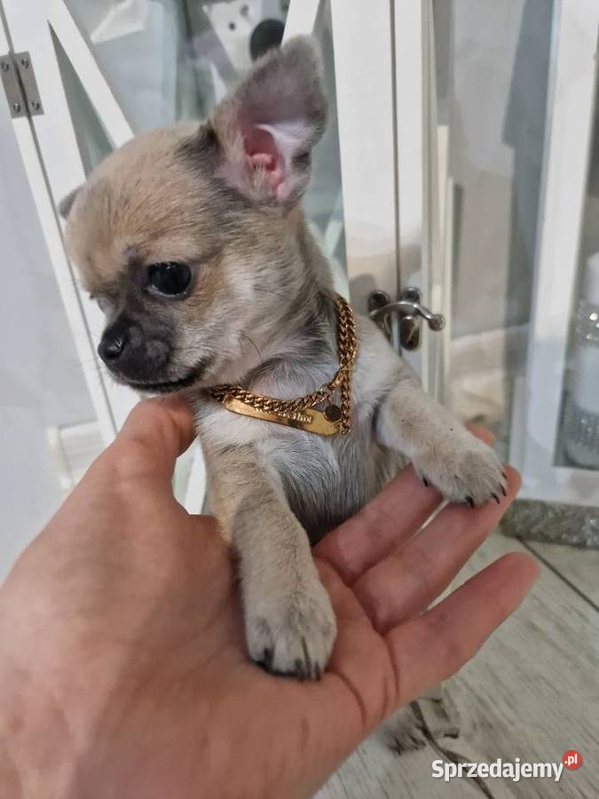 Maleńka suczka krótkowłosa chihuaha Szczecin
