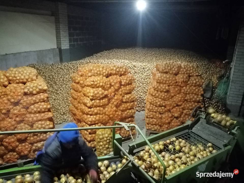 Cebula worek 15 mazowieckie Rostkowice