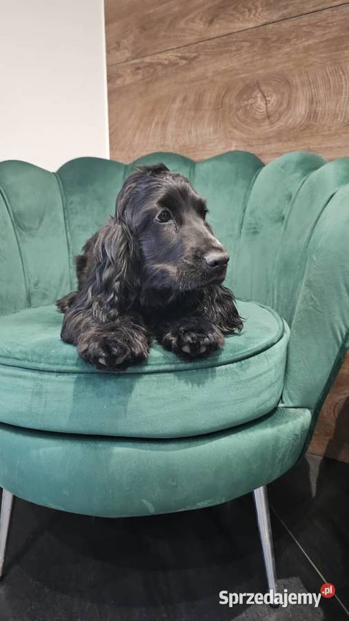 Cocker Spaniel Angielski Jasienie