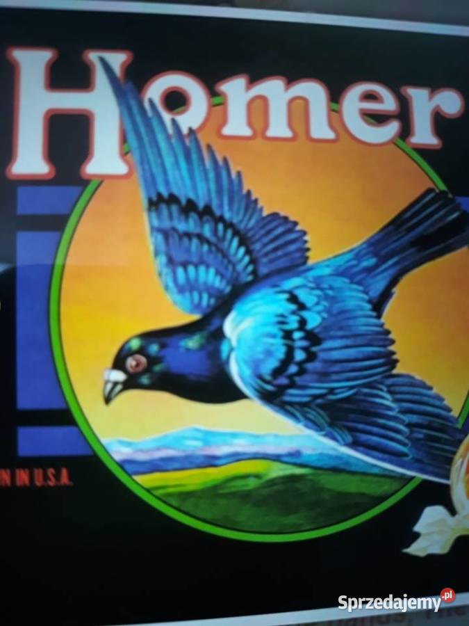 Archiwum psych hard rocka HOMER Grown in USA rock Rzeszów