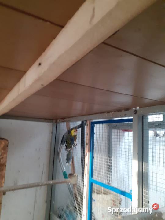 Samiec Rozzelli Królewskiej Ptaki Kluczbork