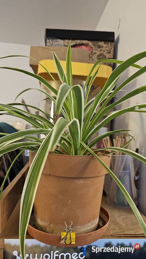 Duża kwitnąca Hoya Warszawa sprzedam