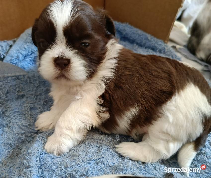 Szczenięta shihtzu polecają się do rezerwacji Włocławek