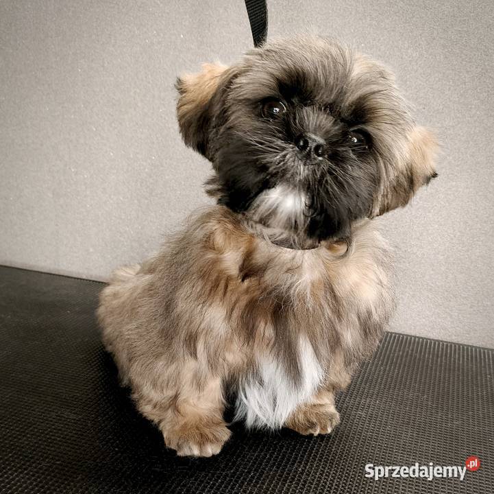ShihTzu piesek Gabor Gdańsk