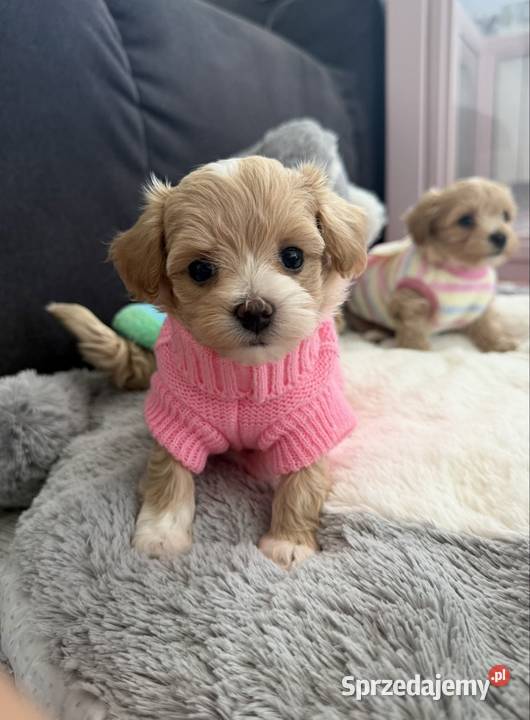 Maltipoo malutka dziewczynka małopolskie Kraków
