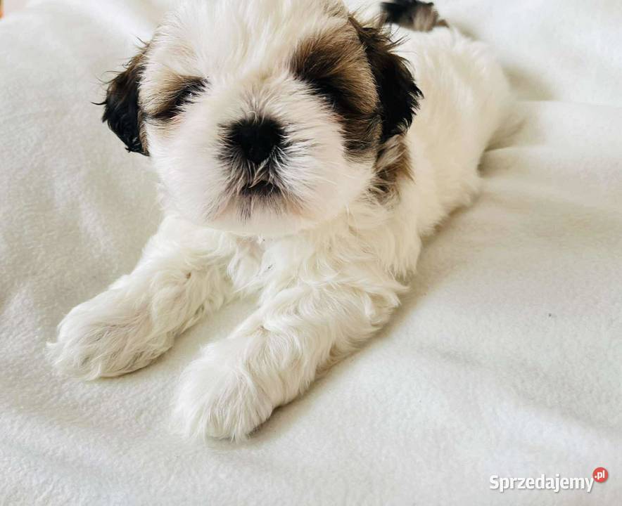 Śliczne szczenięta shih Tzu Shih Tzu
