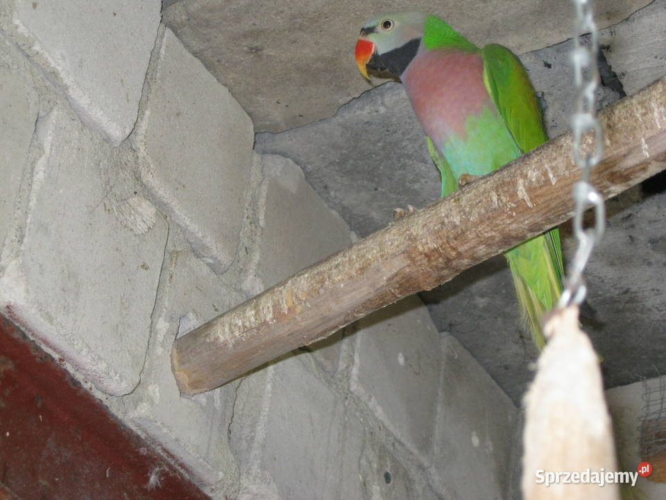 Alekandretty Rożowopiere z 25r Ptaki Luboń