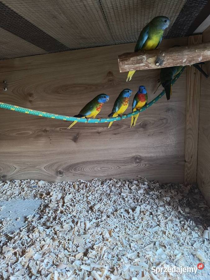 Łąkówki Wspaniałe Gniezno