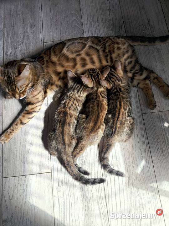 Kotki bengalskie Nielubia