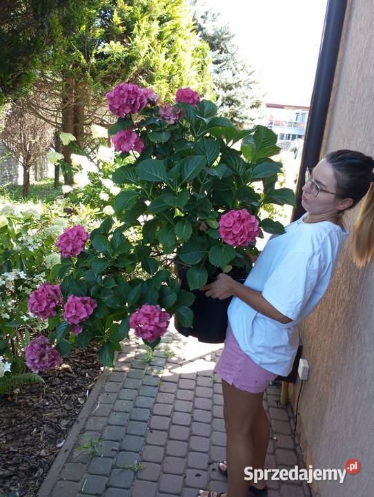 Usługi ogrodnicze pielęgnacja i zakładanie Warszawa