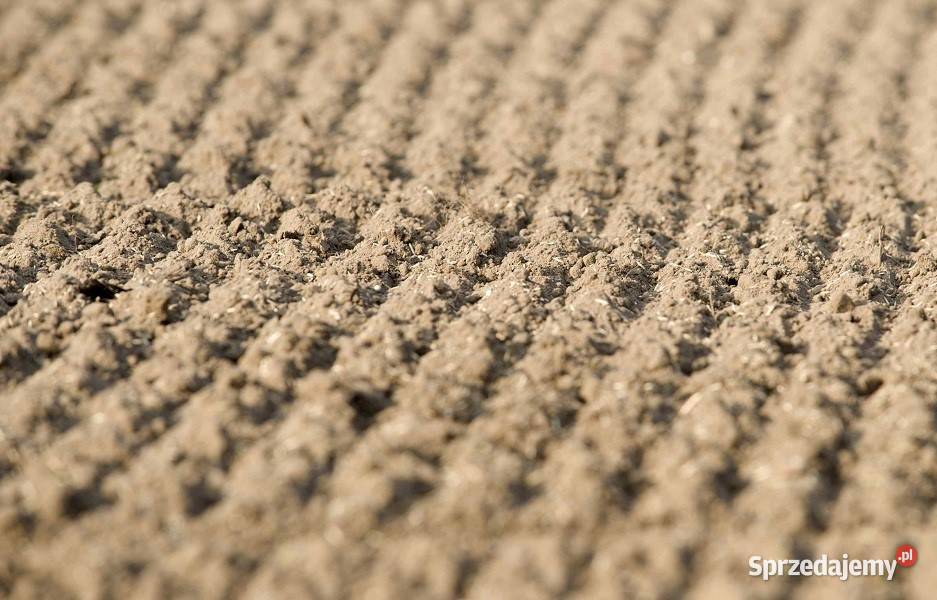 Siew trawy maszynowy wysiew siewnik do trawy Zamość