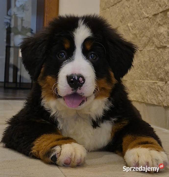 Berneński Pies Pasterski z rodowodem Berneński Pies Pasterski