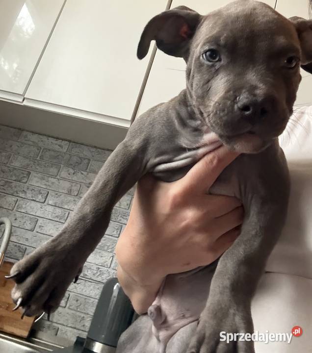 American Staffordshire Terrier Dwa ostatnie Radom