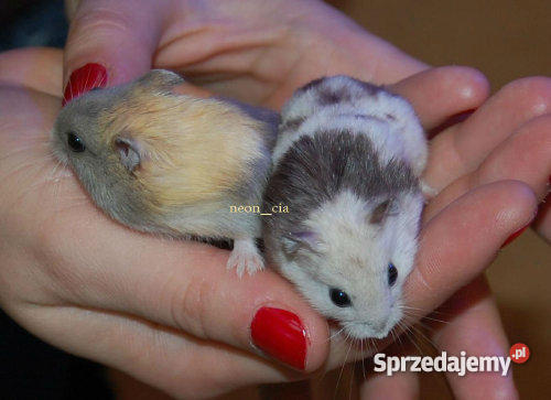 CHOMIKI PANDA BANAN ROBOROWSKI SYRYJSKI Ząbki