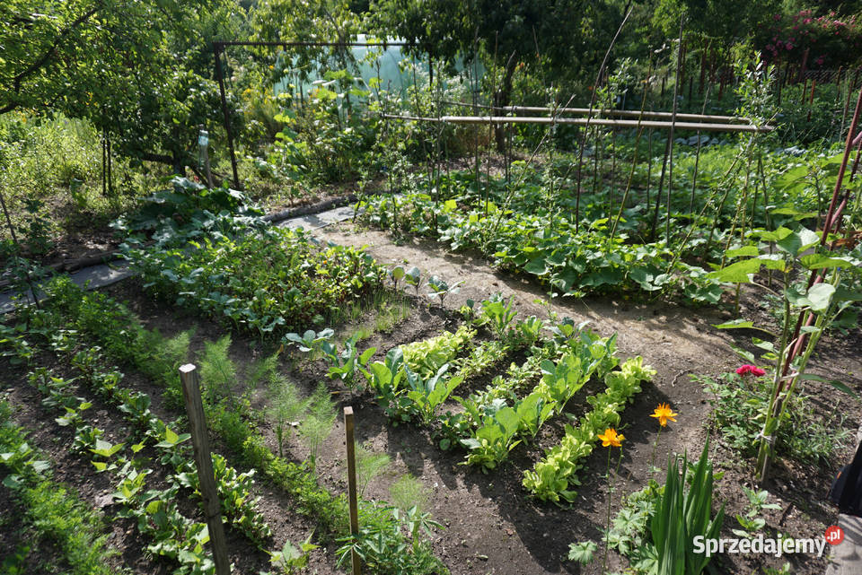 Sprzedam działkę ROD Lotnik Strachowicka Wrocław