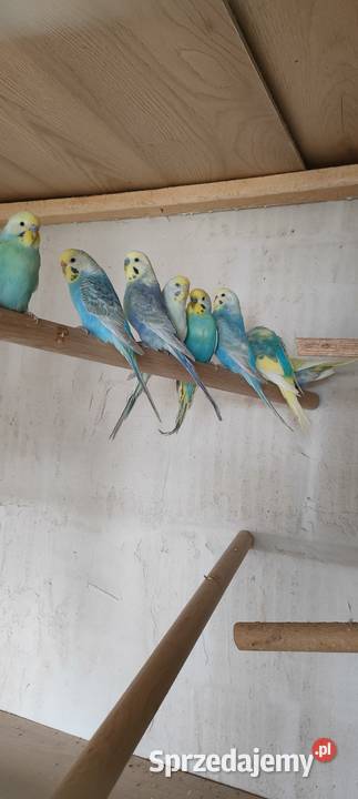 Sprzedam nimfy i faliste Mielec