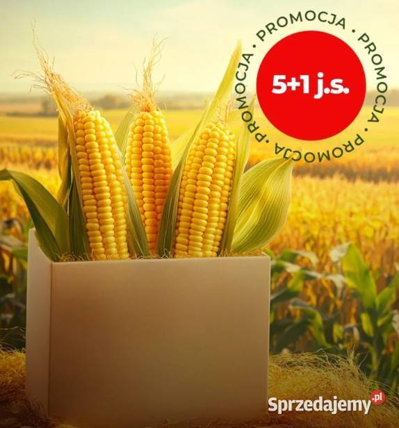 Kukurydza SM PREZENT 51 Rolnictwo wielkopolskie Pniewy