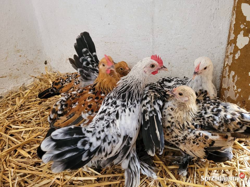 Kogutki Karzełki Łapciate Ptaki Nowe Brzesko