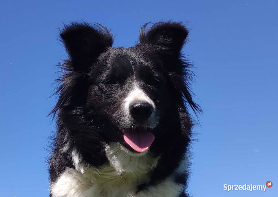 Border Collie Pies maści EERED dokumenty hod Iwonicz