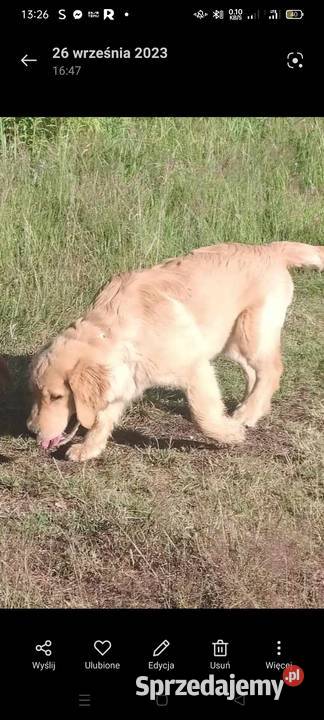 Piesek Golden retriever śląskie Katowice