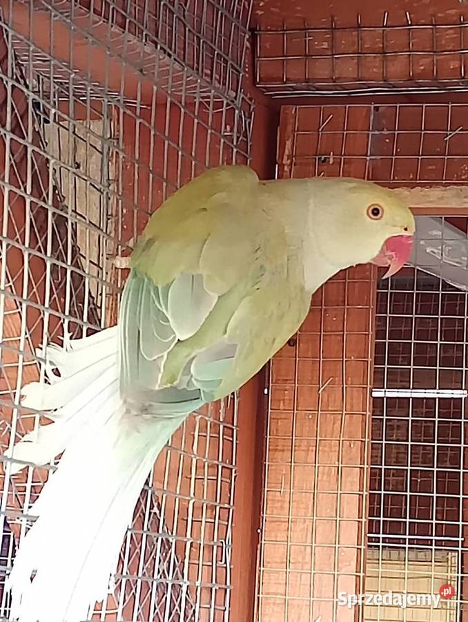 Aleksandretta GO Kamień Górowski